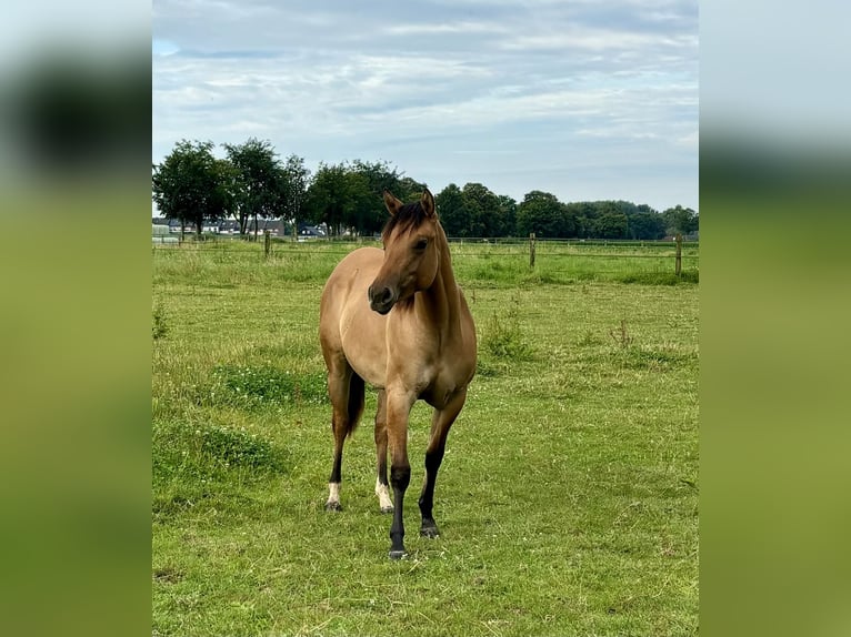 American Quarter Horse Giumenta 2 Anni 147 cm Red dun in Schwalmtal