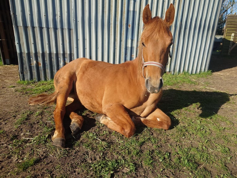 American Quarter Horse Giumenta 2 Anni 147 cm Sauro in Demmin