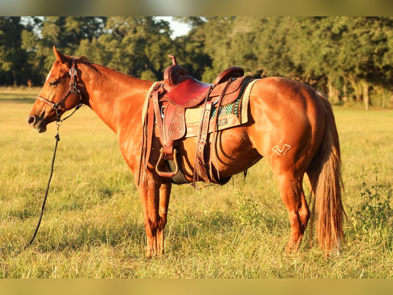 American Quarter Horse Giumenta 2 Anni 147 cm Sauro ciliegia in Grand Bay