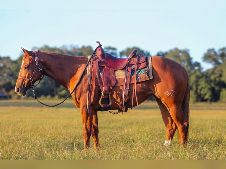 American Quarter Horse Giumenta 2 Anni 147 cm Sauro ciliegia in Grand Bay