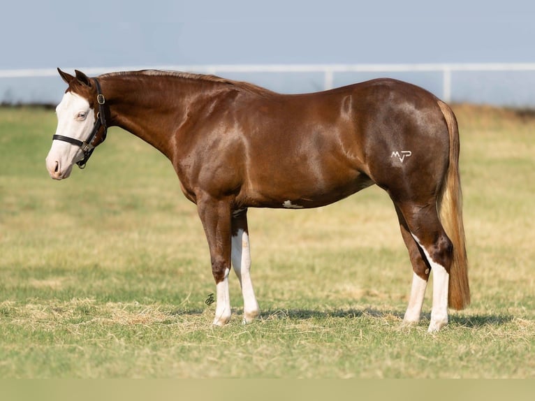 American Quarter Horse Giumenta 2 Anni 147 cm Sauro ciliegia in Wayne OK American Quarter Horse Giumenta 2 Anni 147 cm Sauro ciliegia in Wayne OK