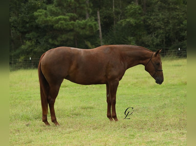 American Quarter Horse Giumenta 2 Anni 147 cm Sauro ciliegia in Bloomburg, TX