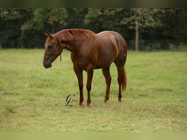 American Quarter Horse Giumenta 2 Anni 147 cm Sauro ciliegia in Bloomburg, TX