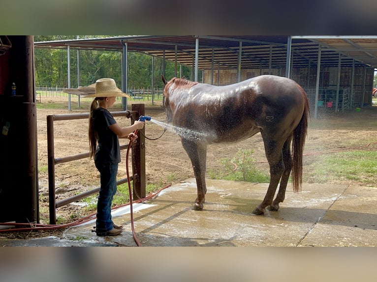 American Quarter Horse Giumenta 2 Anni 147 cm Sauro ciliegia in Bloomburg, TX