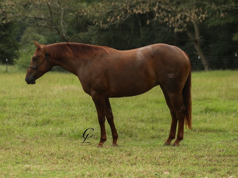 American Quarter Horse Giumenta 2 Anni 147 cm Sauro ciliegia in Bloomburg, TX