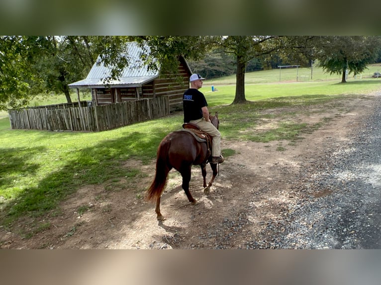 American Quarter Horse Giumenta 2 Anni 147 cm Sauro ciliegia in Bloomburg, TX