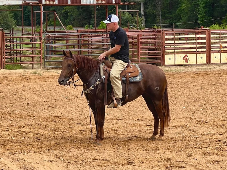 American Quarter Horse Giumenta 2 Anni 147 cm Sauro ciliegia in Bloomburg, TX