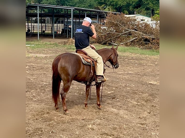 American Quarter Horse Giumenta 2 Anni 147 cm Sauro ciliegia in Bloomburg, TX