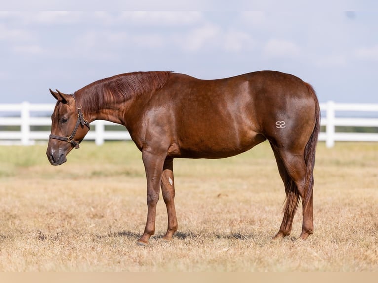 American Quarter Horse Giumenta 2 Anni 147 cm Sauro ciliegia in Bloomburg, TX