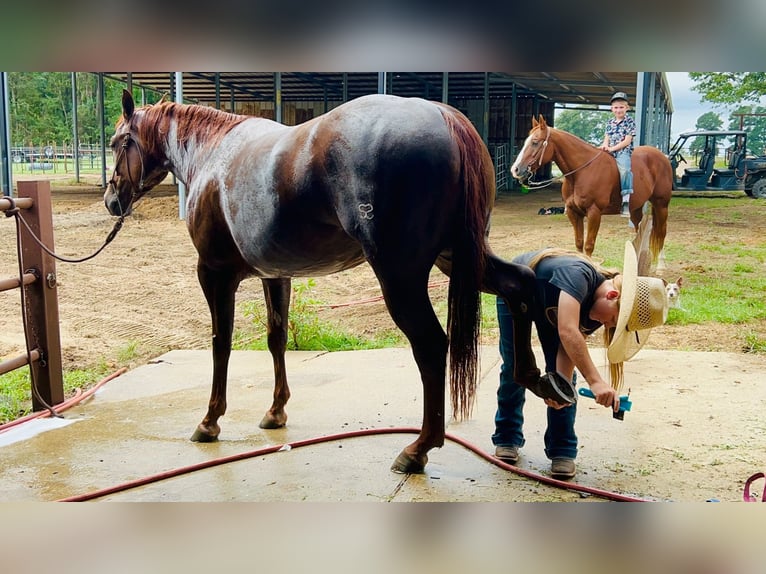 American Quarter Horse Giumenta 2 Anni 147 cm Sauro ciliegia in Bloomburg, TX