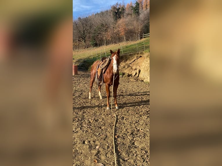 American Quarter Horse Giumenta 2 Anni 147 cm Sauro in Rossana