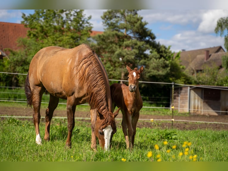 American Quarter Horse Giumenta 2 Anni 147 cm Sauro scuro in Villingen-Schwenningen