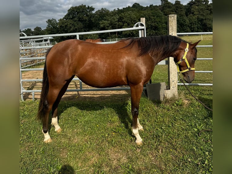 American Quarter Horse Giumenta 2 Anni 148 cm Baio in Münzenberg