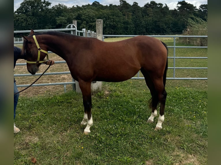 American Quarter Horse Giumenta 2 Anni 148 cm Baio in Münzenberg