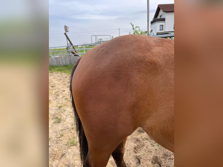 American Quarter Horse Giumenta 2 Anni 148 cm Baio in Münzenberg