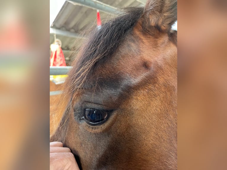 American Quarter Horse Giumenta 2 Anni 148 cm Baio in Münzenberg