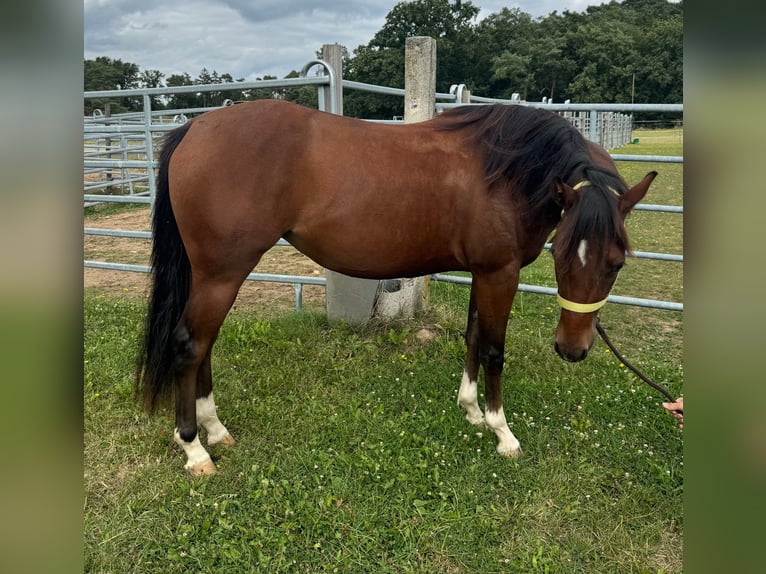 American Quarter Horse Giumenta 2 Anni 148 cm Baio in Münzenberg