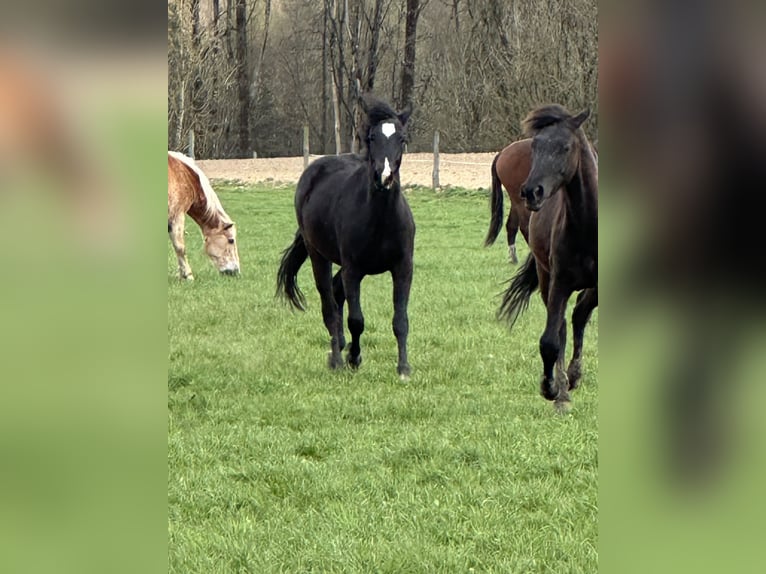 American Quarter Horse Mix Giumenta 2 Anni 148 cm Baio nero in Buchen (Odenwald)