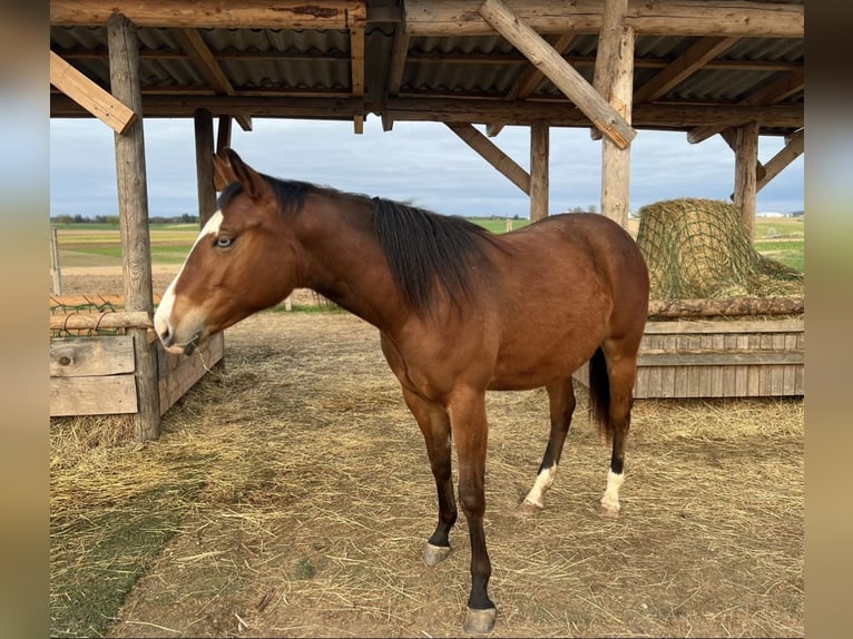 American Quarter Horse Giumenta 2 Anni 148 cm Baio in Pleßberg