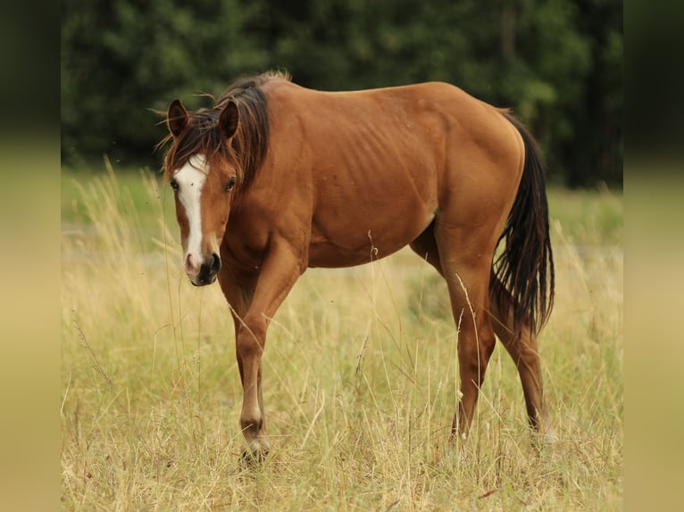 American Quarter Horse Giumenta 2 Anni 148 cm Baio in Waldshut-Tiengen