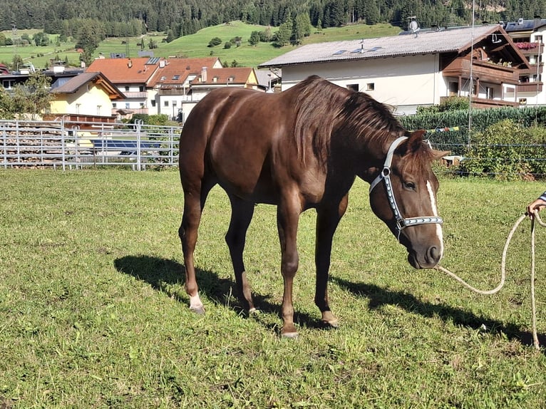 American Quarter Horse Giumenta 2 Anni 148 cm Baio scuro in Steinach am Brenner