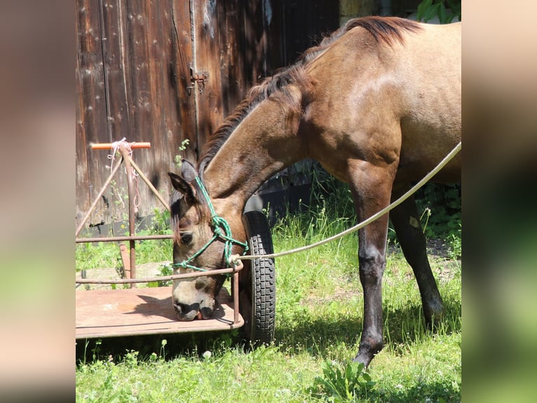 American Quarter Horse Giumenta 2 Anni 148 cm Grigio in Müglitztal