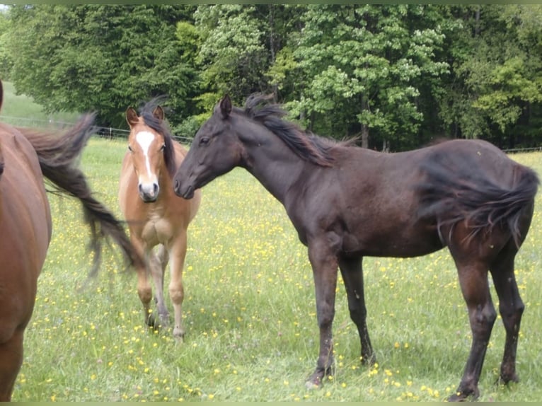 American Quarter Horse Giumenta 2 Anni 148 cm Morello in Bernried