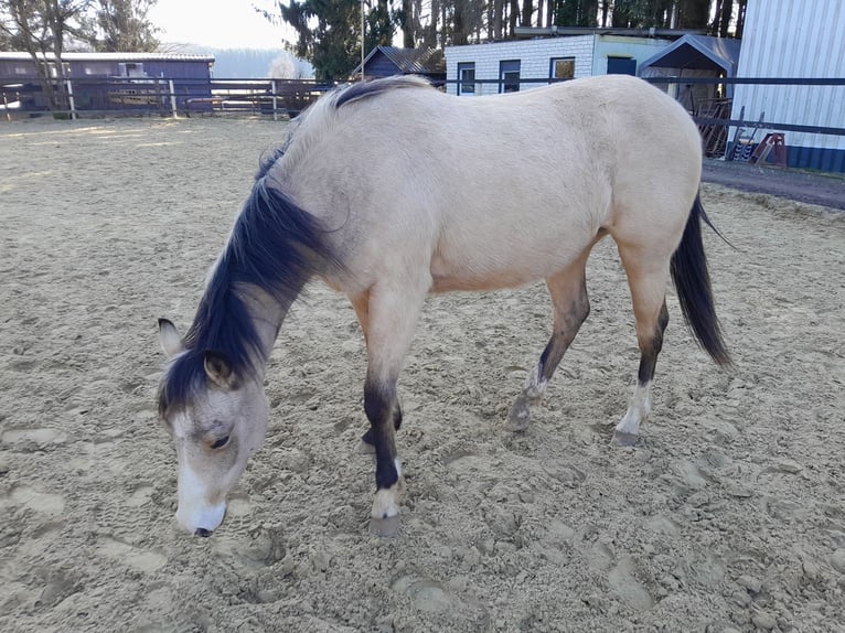 American Quarter Horse Giumenta 2 Anni 148 cm Pelle di daino in Neustadt/Westerwald