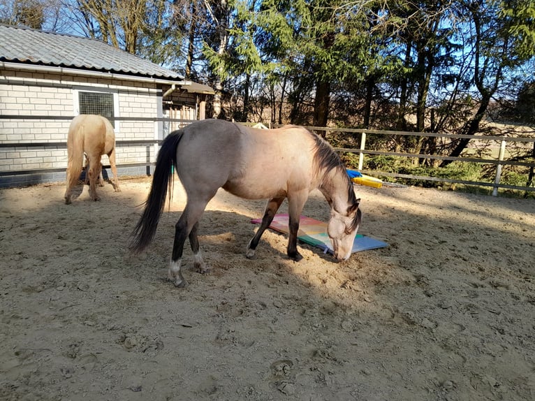 American Quarter Horse Giumenta 2 Anni 148 cm Pelle di daino in Neustadt/Westerwald
