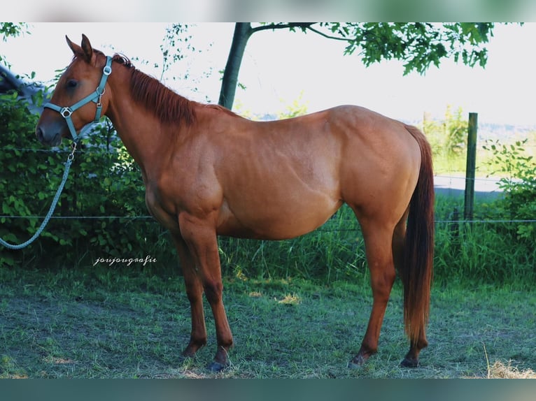 American Quarter Horse Giumenta 2 Anni 148 cm Red dun in Hennef