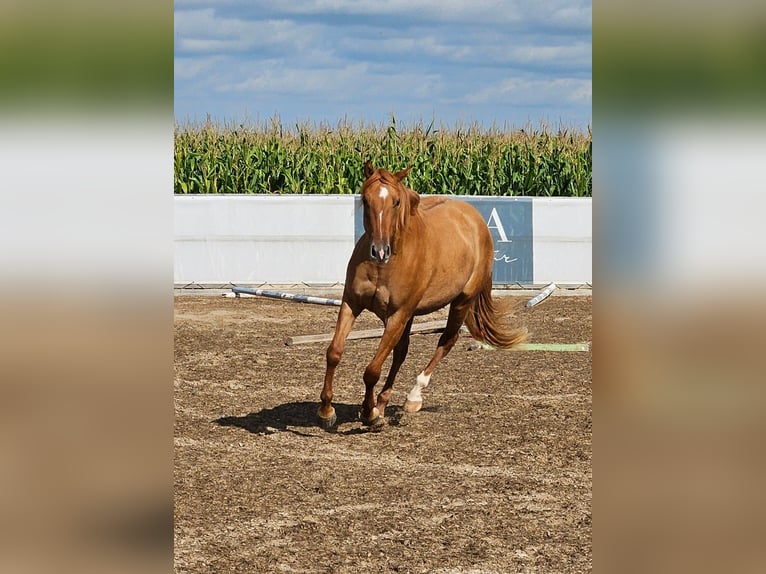 American Quarter Horse Giumenta 2 Anni 148 cm Red dun in Seeon-Seebruck