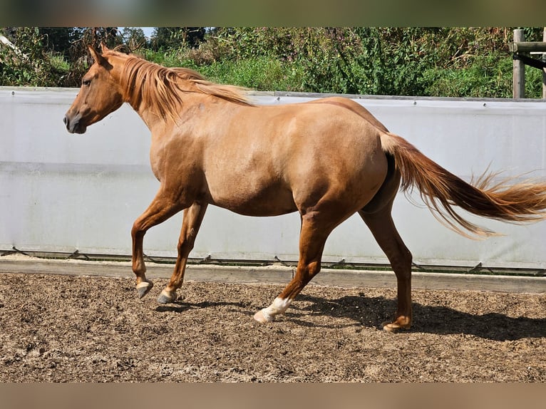 American Quarter Horse Giumenta 2 Anni 148 cm Red dun in Seeon-Seebruck