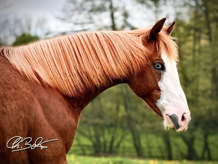 American Quarter Horse Giumenta 2 Anni 148 cm Sauro in Liebenau