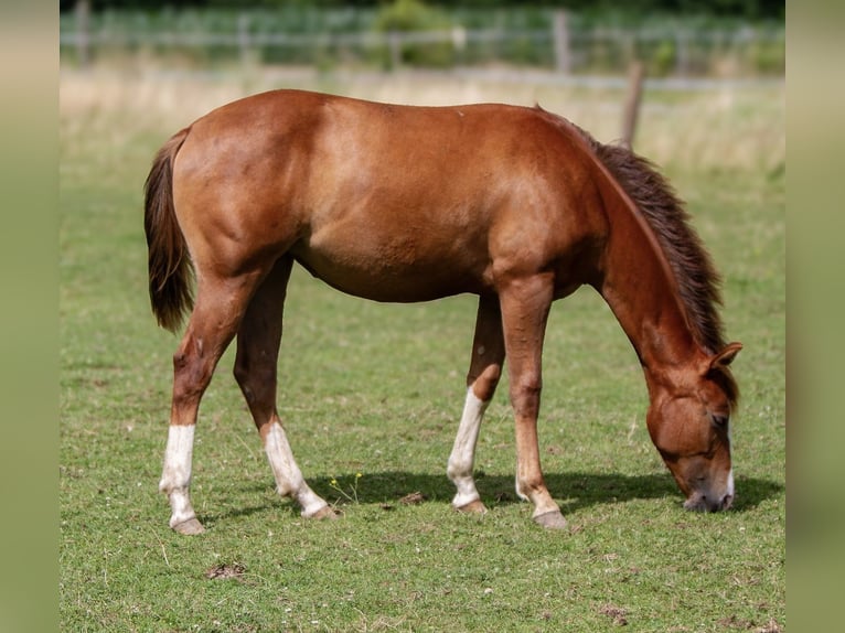 American Quarter Horse Giumenta 2 Anni 148 cm Sauro in Alfeld (Leine)