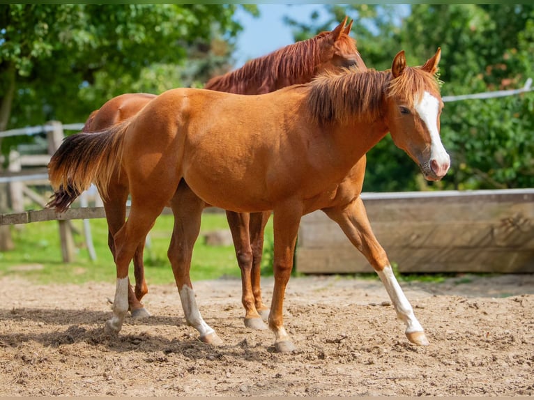 American Quarter Horse Giumenta 2 Anni 148 cm Sauro in Alfeld (Leine)