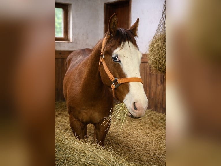 American Quarter Horse Giumenta 2 Anni 149 cm Red dun in 1317