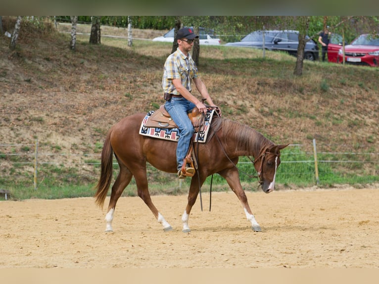 American Quarter Horse Giumenta 2 Anni 149 cm Sauro scuro in Pulgarn