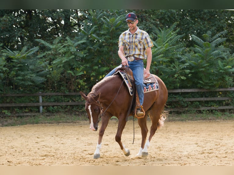 American Quarter Horse Giumenta 2 Anni 149 cm Sauro scuro in Pulgarn