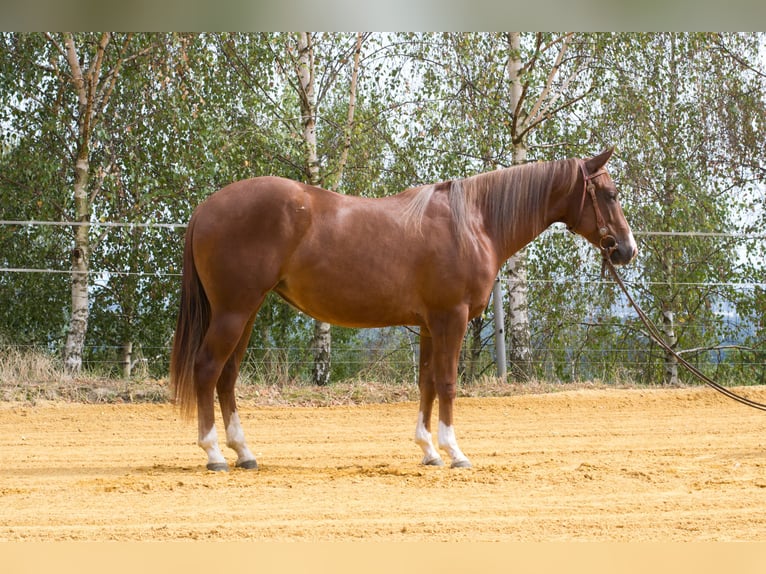 American Quarter Horse Giumenta 2 Anni 149 cm Sauro scuro in Pulgarn