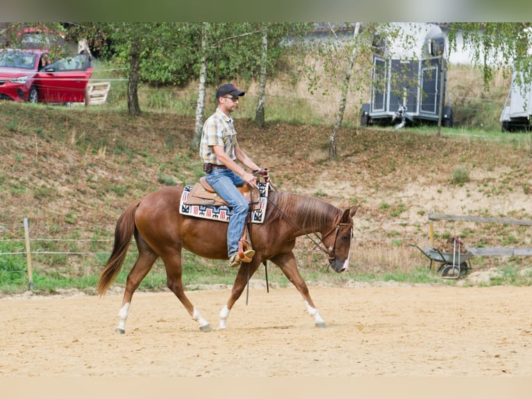 American Quarter Horse Giumenta 2 Anni 149 cm Sauro scuro in Pulgarn