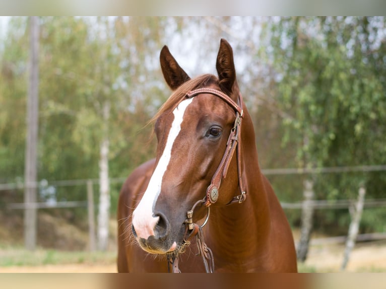 American Quarter Horse Giumenta 2 Anni 149 cm Sauro scuro in Pulgarn