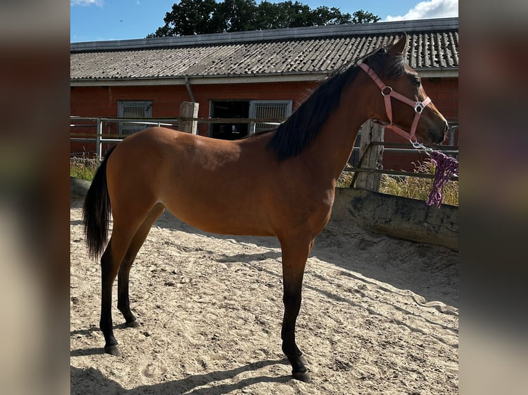 American Quarter Horse Giumenta 2 Anni 150 cm Baio in Hamburg