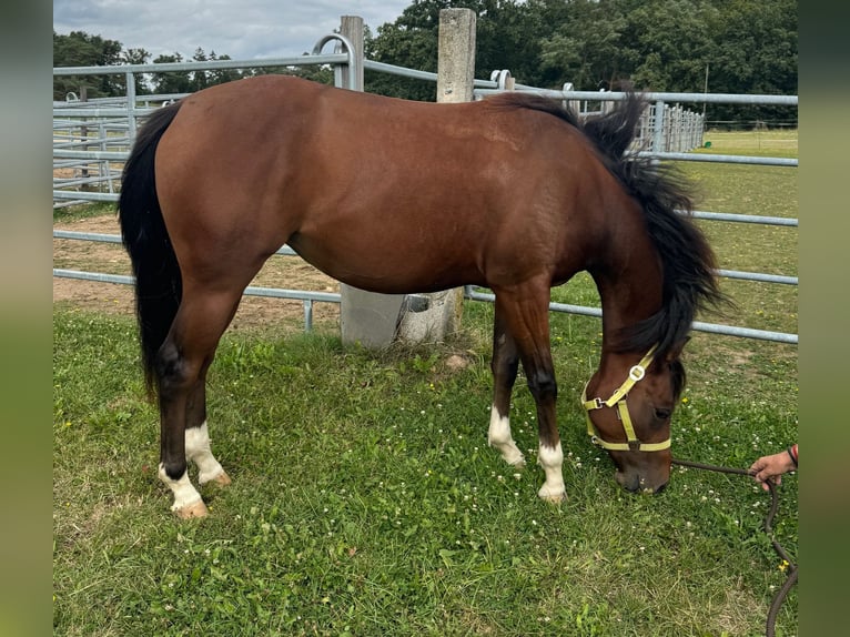 American Quarter Horse Giumenta 2 Anni 150 cm Baio in Münzenberg