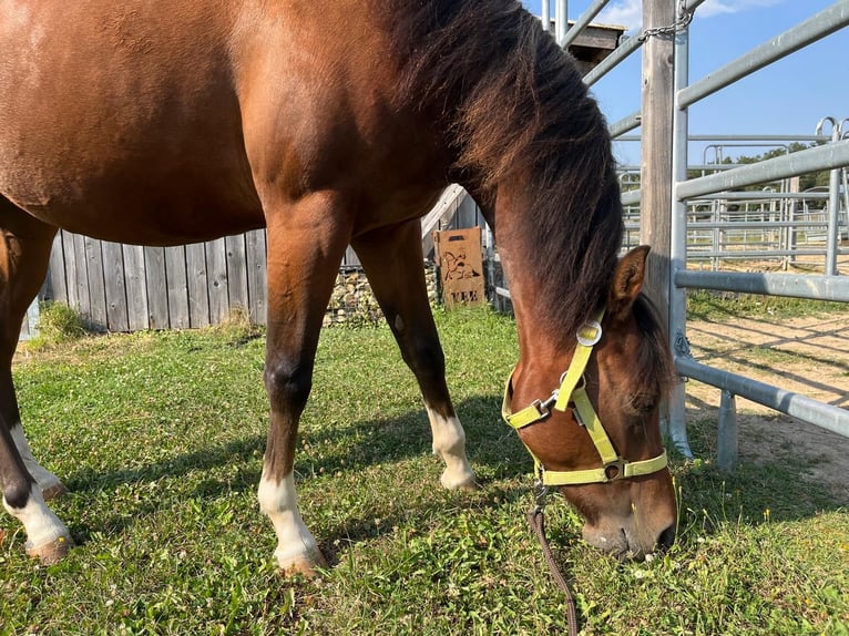 American Quarter Horse Giumenta 2 Anni 150 cm Baio in Münzenberg