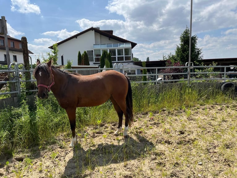 American Quarter Horse Giumenta 2 Anni 150 cm Baio in Münzenberg