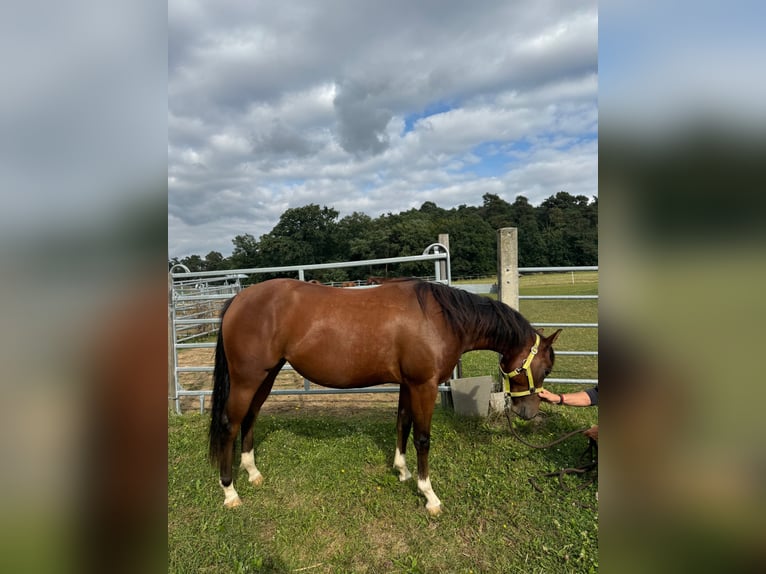 American Quarter Horse Giumenta 2 Anni 150 cm Baio in Münzenberg