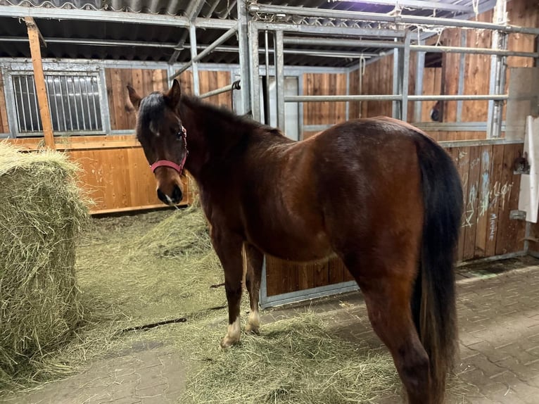 American Quarter Horse Giumenta 2 Anni 150 cm Baio in Münzenberg