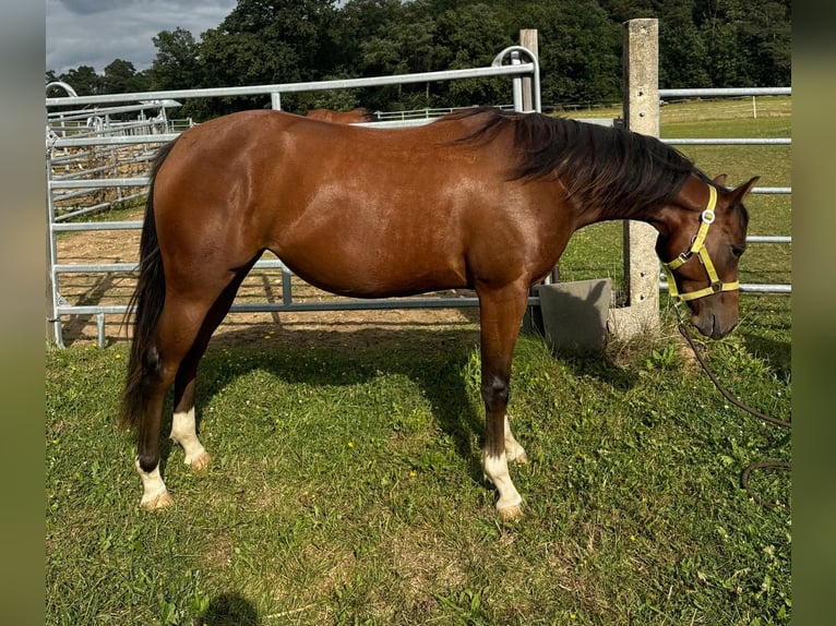 American Quarter Horse Giumenta 2 Anni 150 cm Baio in Münzenberg