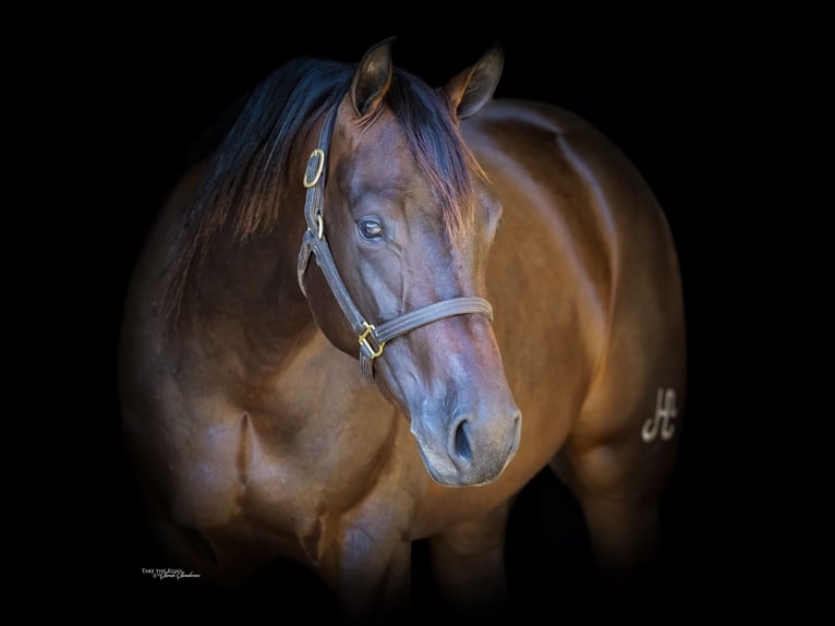 American Quarter Horse Giumenta 2 Anni 150 cm Baio ciliegia in Cresson, TX