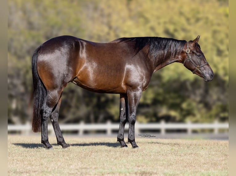 American Quarter Horse Giumenta 2 Anni 150 cm Baio ciliegia in Cresson, TX